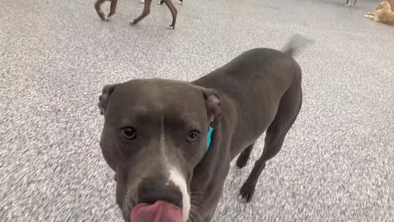 PawsCLE - Cleveland Heights, OH