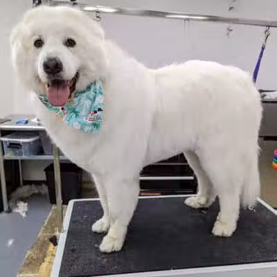 PawsCLE - Cleveland Heights, OH