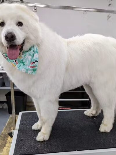 PawsCLE - Cleveland Heights, OH