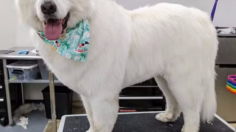 PawsCLE - Cleveland Heights, OH