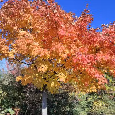Ambler Park - Cleveland, OH
