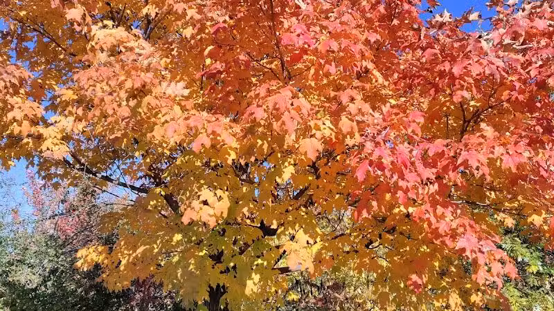 Ambler Park - Cleveland, OH
