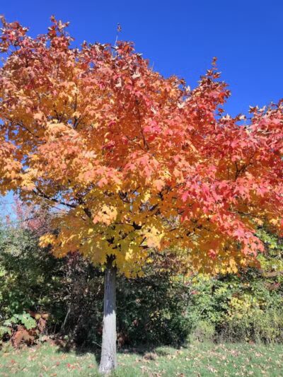 Ambler Park - Cleveland, OH