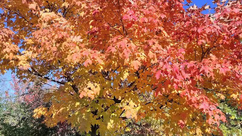 Ambler Park - Cleveland, OH