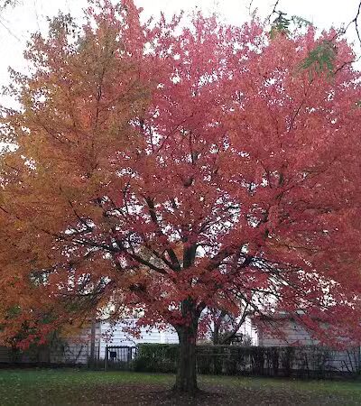 Archmere Park - Cleveland, OH