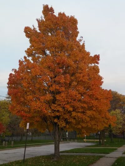 Archmere Park - Cleveland, OH