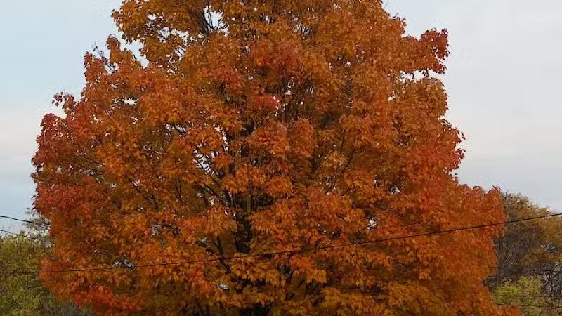 Archmere Park - Cleveland, OH