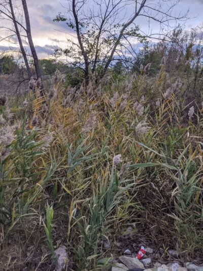 Brighton Park - Cleveland Metroparks Brookside Reservation - Cleveland, OH