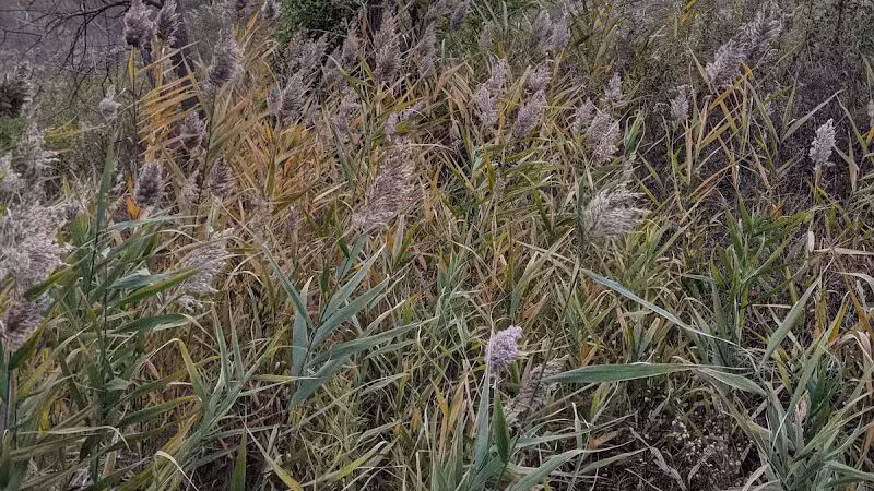 Brighton Park - Cleveland Metroparks Brookside Reservation - Cleveland, OH