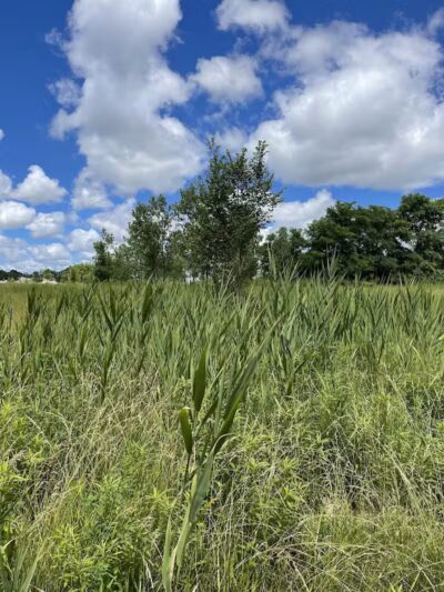 Brighton Park - Cleveland Metroparks Brookside Reservation - Cleveland, OH