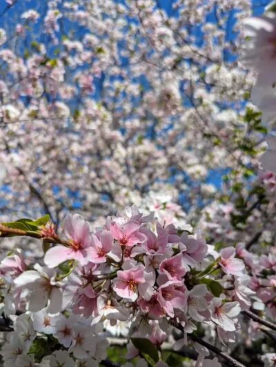 Brookside Reservation Bear Parking Lot - Cleveland, OH