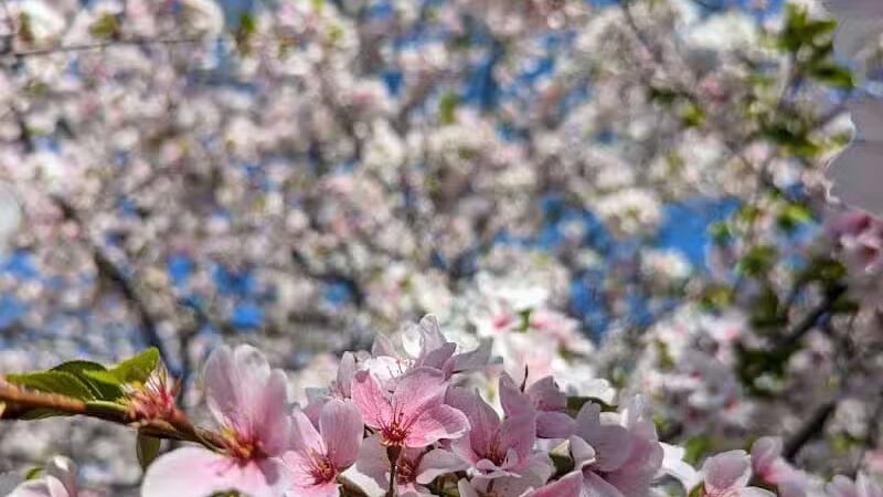 Brookside Reservation Bear Parking Lot - Cleveland, OH