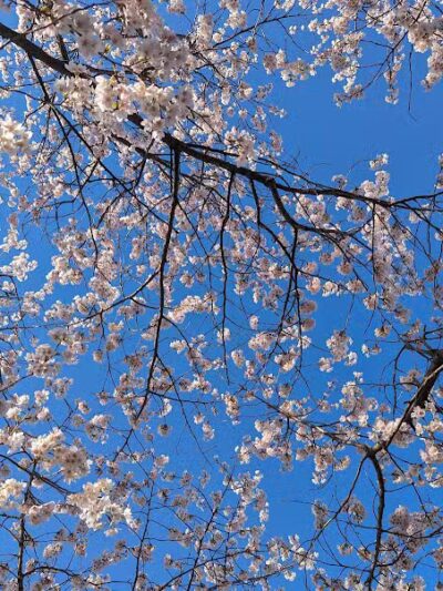 Brookside Reservation Bear Parking Lot - Cleveland, OH