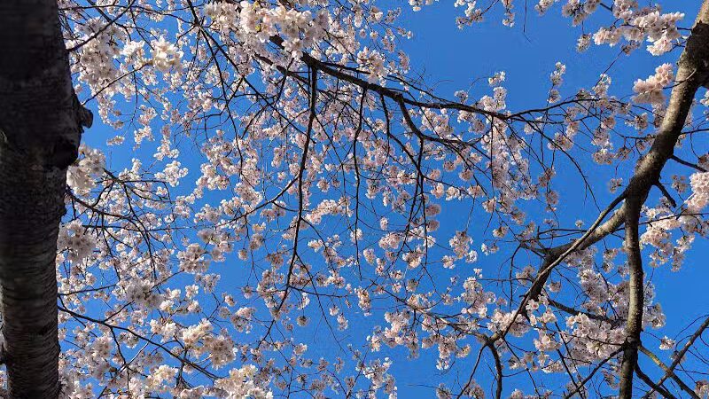 Brookside Reservation Bear Parking Lot - Cleveland, OH