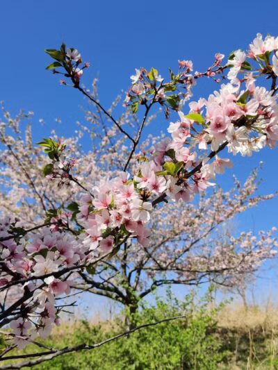 Brookside Reservation Sakura Grove Picnic Area - Cleveland, OH