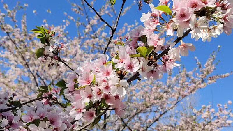 Brookside Reservation Sakura Grove Picnic Area - Cleveland, OH