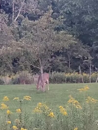 Brookside Reservation Sakura Grove Picnic Area - Cleveland, OH