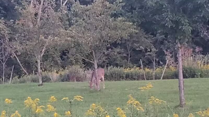 Brookside Reservation Sakura Grove Picnic Area - Cleveland, OH