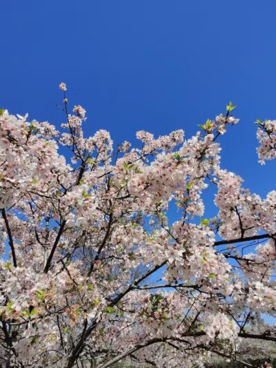 Brookside Reservation Sakura Grove Picnic Area - Cleveland, OH