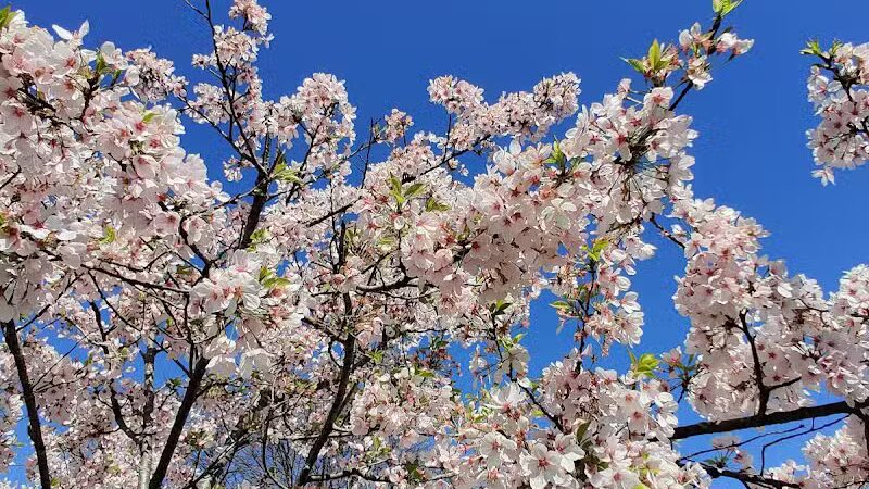 Brookside Reservation Sakura Grove Picnic Area - Cleveland, OH