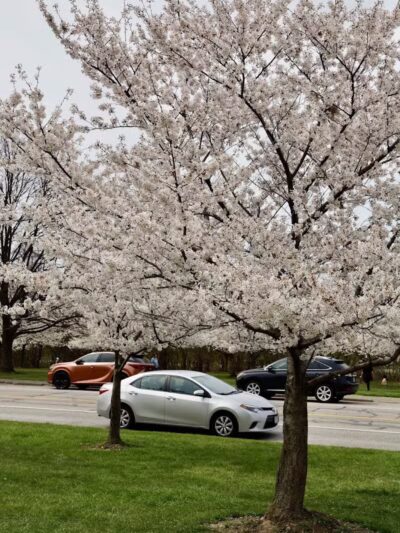Brookside Reservation Sakura Grove Picnic Area - Cleveland, OH