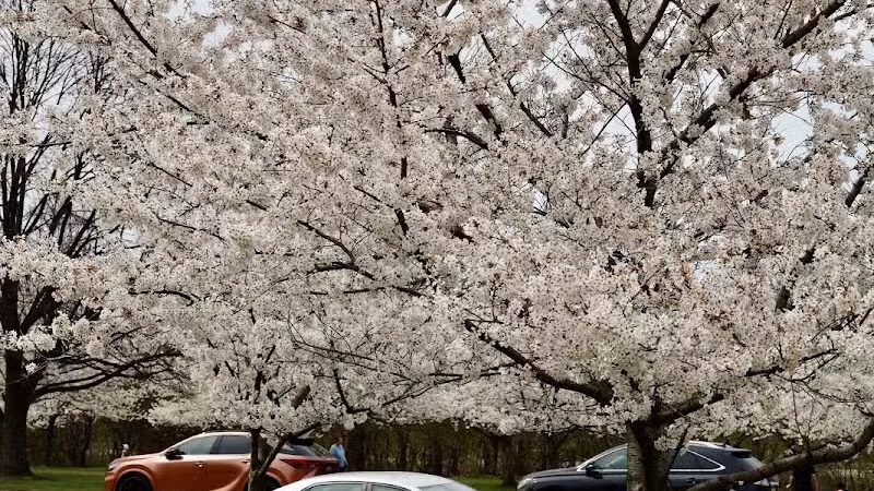 Brookside Reservation Sakura Grove Picnic Area - Cleveland, OH