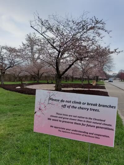 Brookside Reservation Sakura Grove Picnic Area - Cleveland, OH
