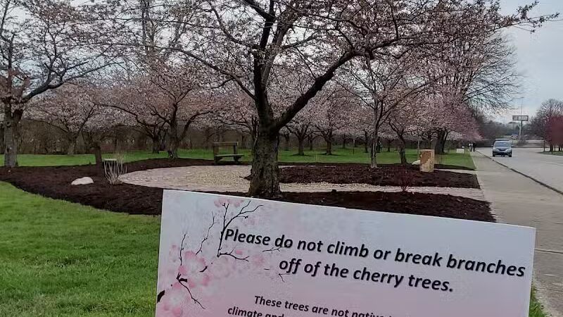 Brookside Reservation Sakura Grove Picnic Area - Cleveland, OH