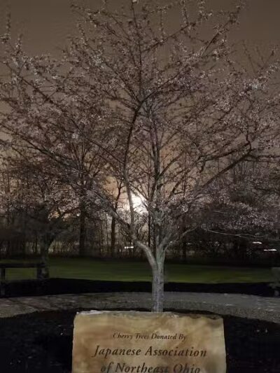 Brookside Reservation Sakura Grove Picnic Area - Cleveland, OH