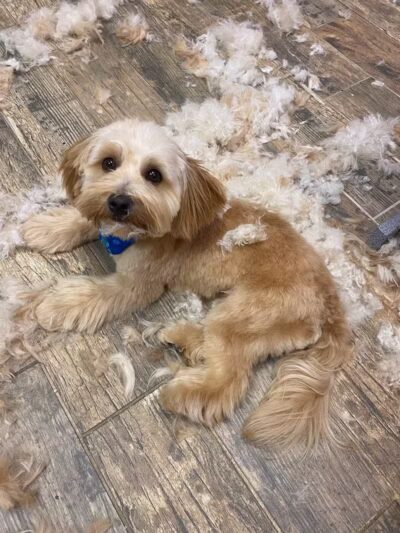 CLEdogs Spa & Social - Cleveland, OH