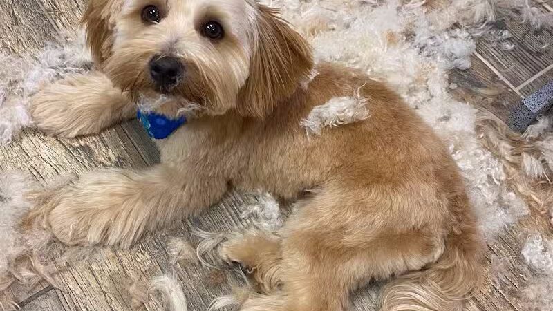 CLEdogs Spa & Social - Cleveland, OH