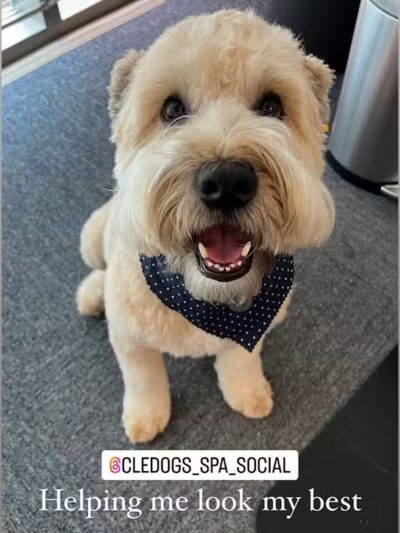 CLEdogs Spa & Social - Cleveland, OH