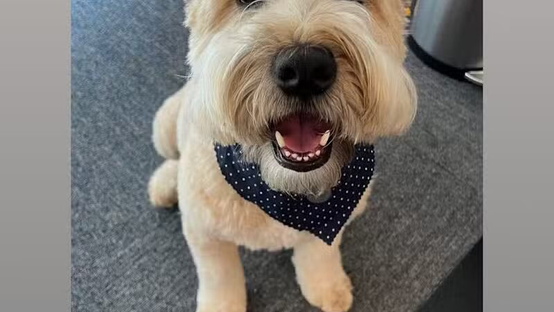 CLEdogs Spa & Social - Cleveland, OH