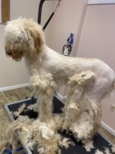 CLEdogs Spa & Social - Cleveland, OH