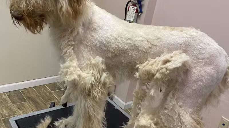 CLEdogs Spa & Social - Cleveland, OH