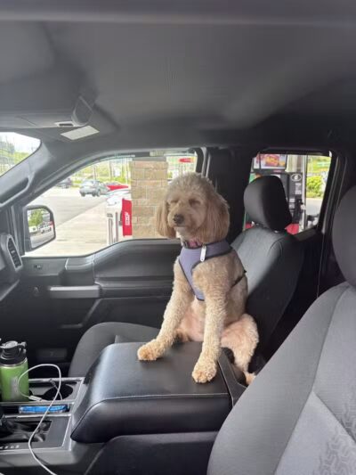 CLEdogs Spa & Social - Cleveland, OH