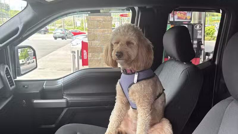 CLEdogs Spa & Social - Cleveland, OH