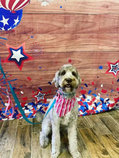 CLEdogs Spa & Social - Cleveland, OH