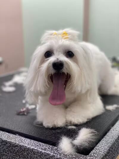 CLEdogs Spa & Social - Cleveland, OH