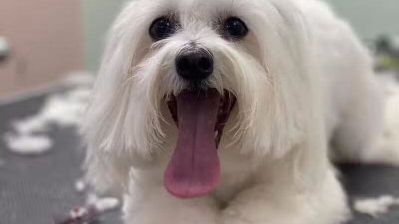 CLEdogs Spa & Social - Cleveland, OH