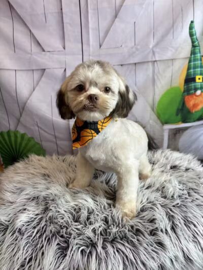 CLEdogs Spa & Social - Cleveland, OH