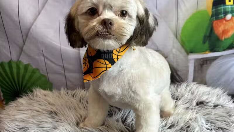 CLEdogs Spa & Social - Cleveland, OH