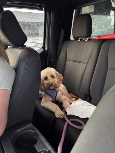 CLEdogs Spa & Social - Cleveland, OH