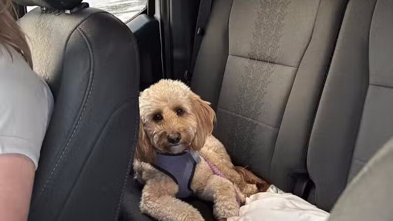 CLEdogs Spa & Social - Cleveland, OH