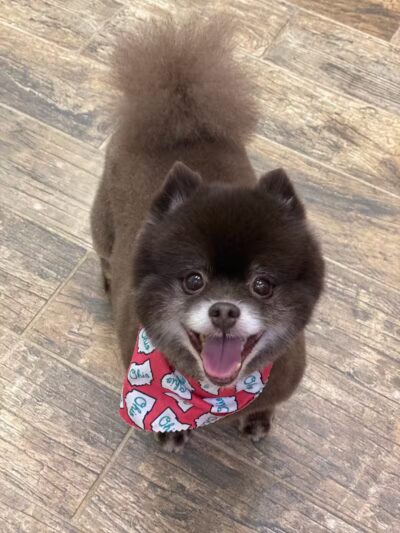 CLEdogs Spa & Social - Cleveland, OH