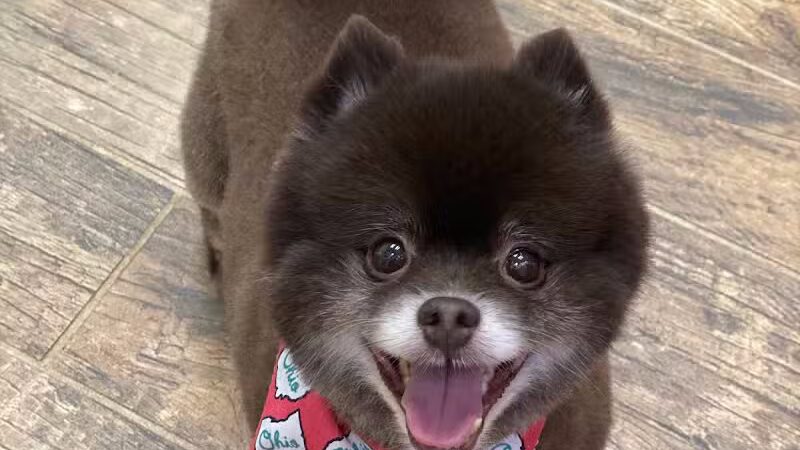 CLEdogs Spa & Social - Cleveland, OH