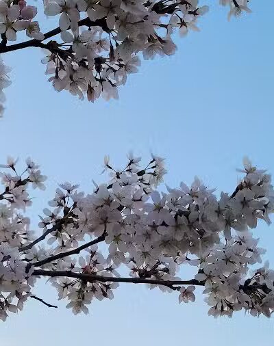 Cleveland Metroparks Meadow Ridge Picnic Area - Cleveland, OH