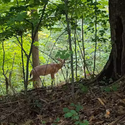 Cleveland Metroparks Meadow Ridge Picnic Area - Cleveland, OH