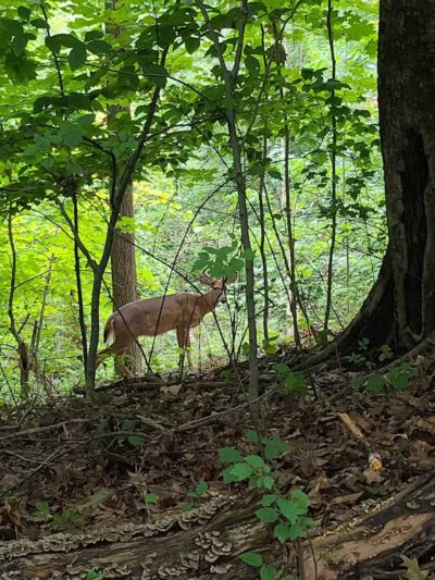 Cleveland Metroparks Meadow Ridge Picnic Area - Cleveland, OH