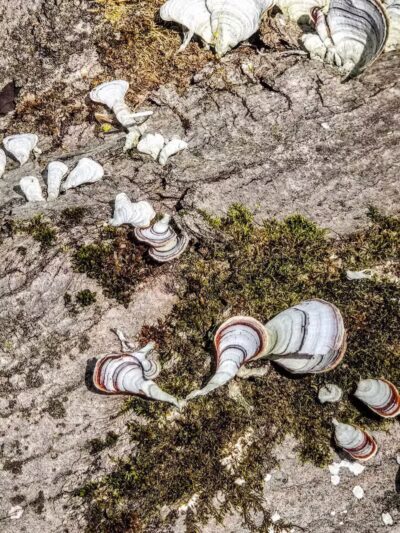 Cottonwood Picnic Pavilion - Cleveland, OH